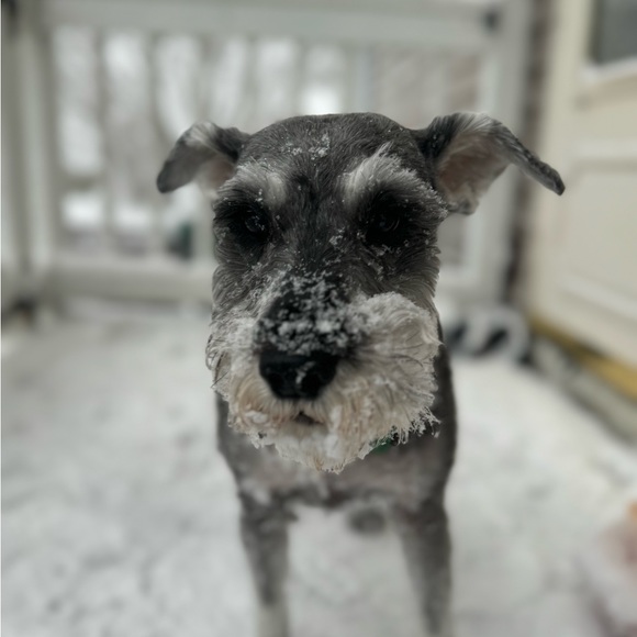 Meet your Posher, Jimmy - Picture 1 of 1